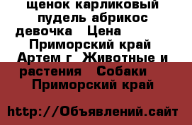 щенок карликовый пудель абрикос девочка › Цена ­ 6 000 - Приморский край, Артем г. Животные и растения » Собаки   . Приморский край